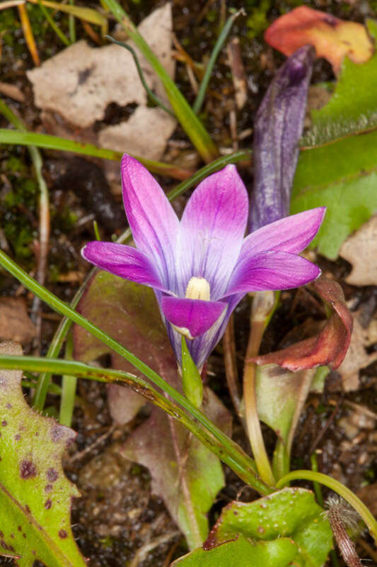 Image of Romulea ligustica Parl.