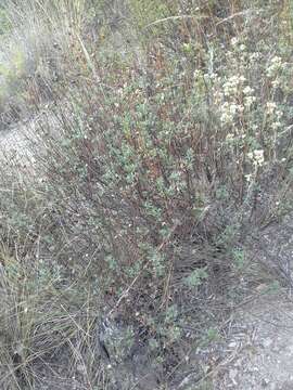 Image of Baccharis bolivensis (Wedd.) Cabrera