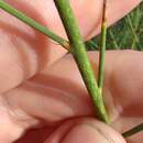 Image of Gonocytisus pterocladus (Boiss.) Spach