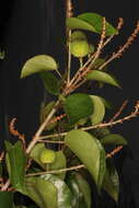 Image of Croton arboreus Millsp.