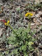 Image of Lewis' groundsel