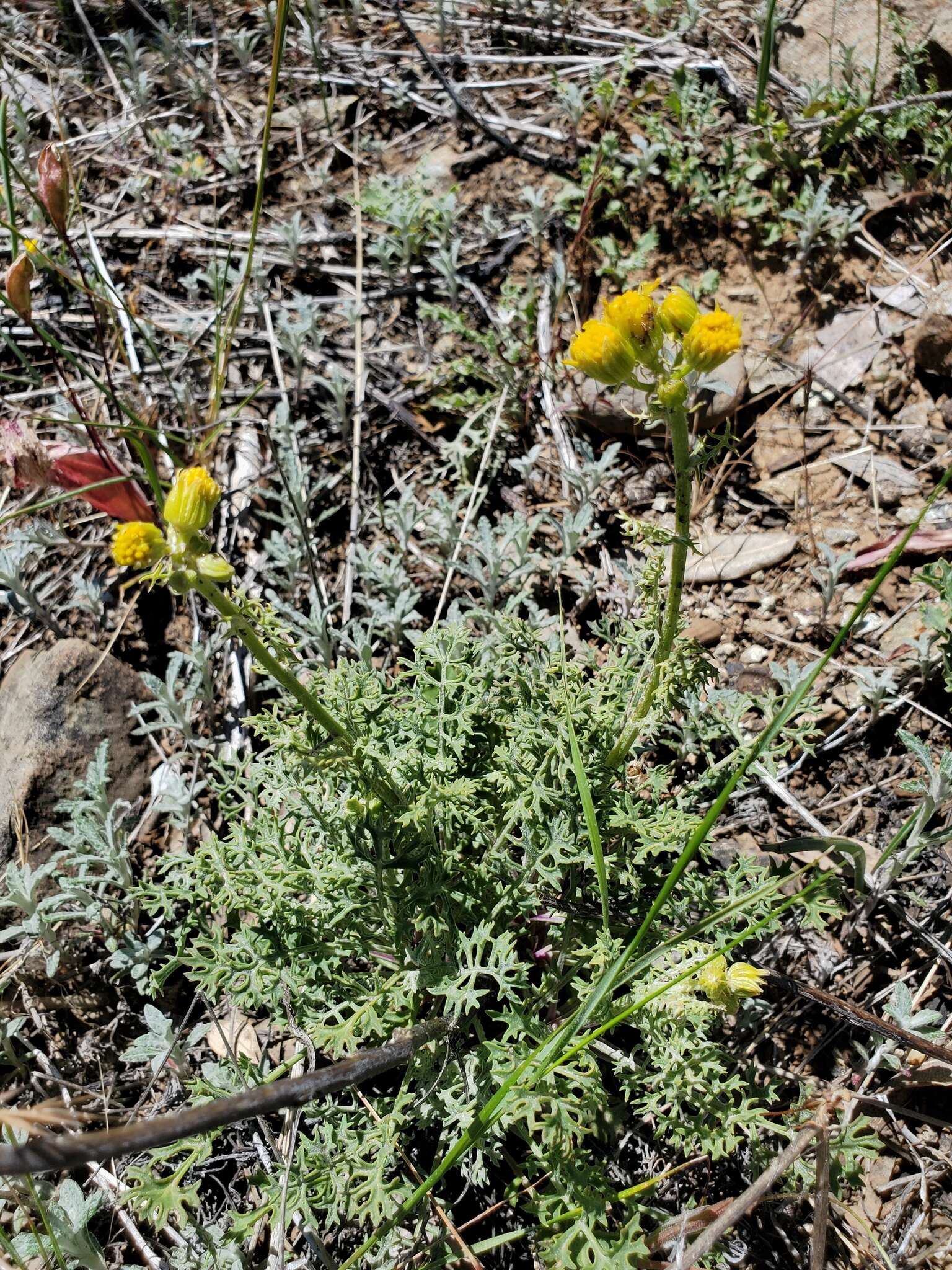 Image of Lewis' groundsel