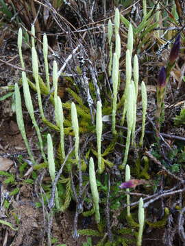 Image of Diphasiastrum veitchii (H. Christ) Holub