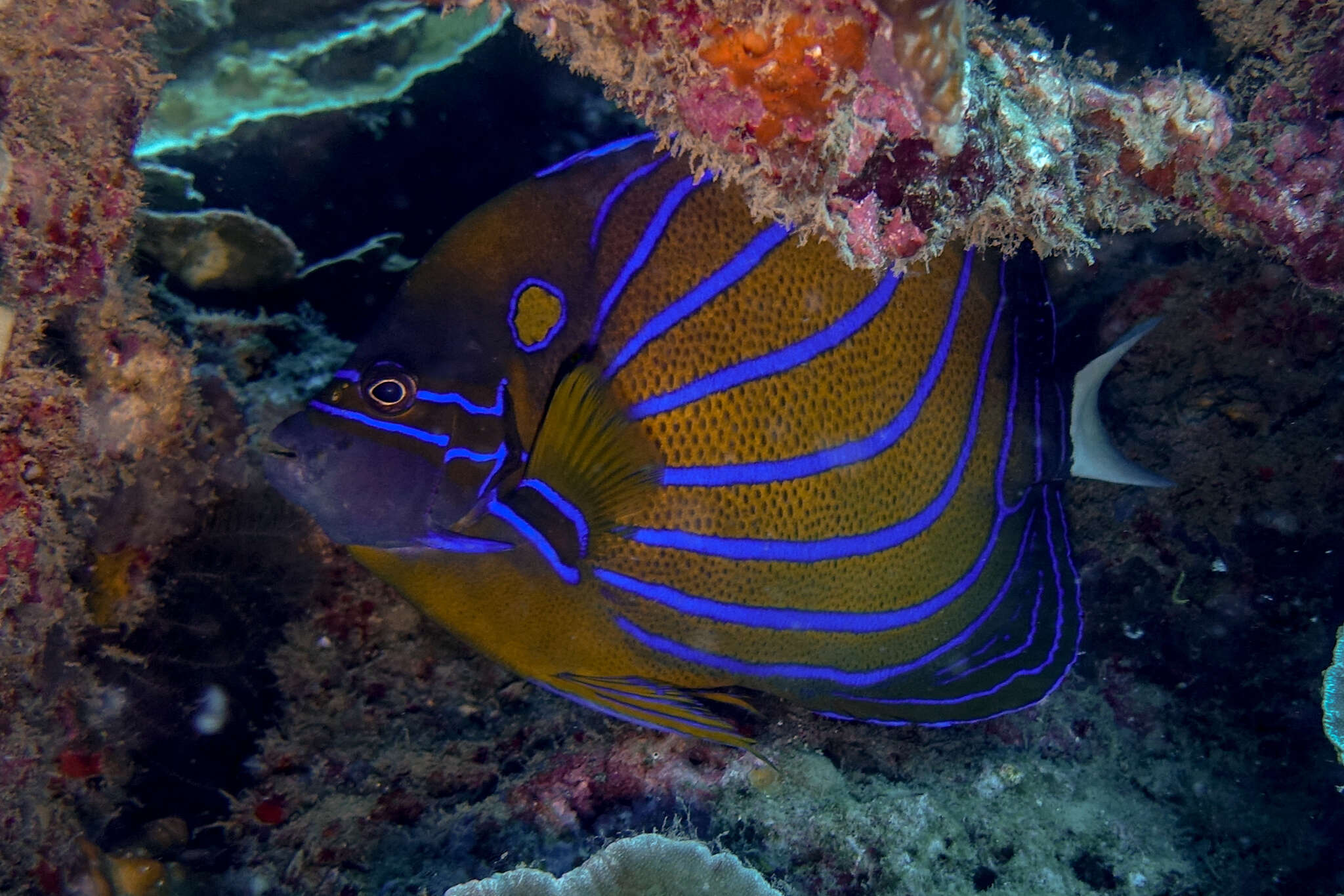 Image of Blue Ring Angelfish