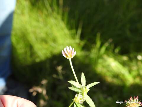 Image de Trifolium strictum L.