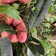 Image de Dinosperma erythrococcum (F. Müll.) T. G. Hartley