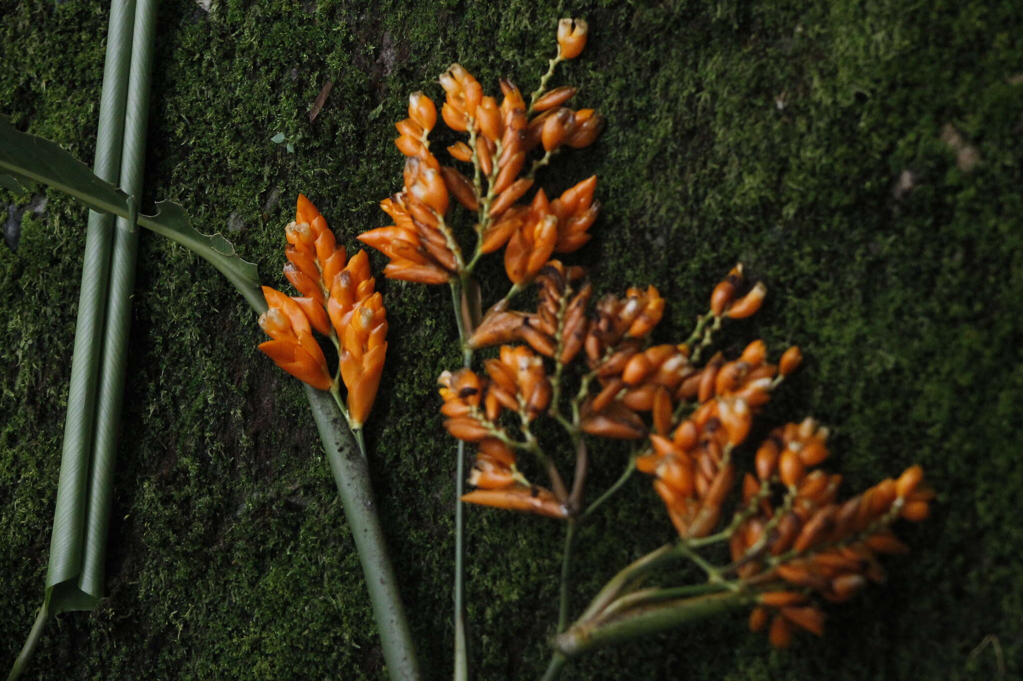 Image of Stromanthe jacquinii (Roem. & Schult.) H. Kenn. & Nicolson