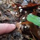 Mycena albiceps (Peck) Gilliam 1976 resmi