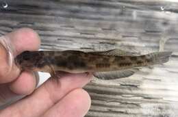 Image of Bay goby