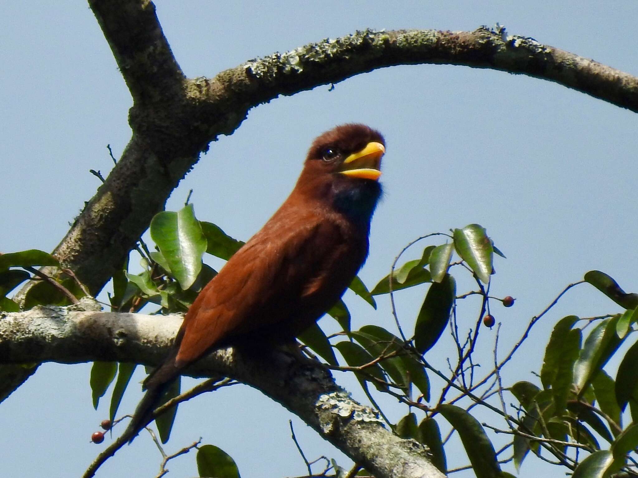 Image of Blue-throated Roller