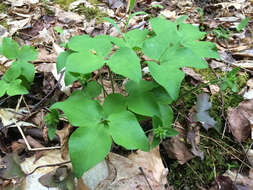 Plancia ëd Hepatica nobilis var. acuta (Pursh) Steyermark