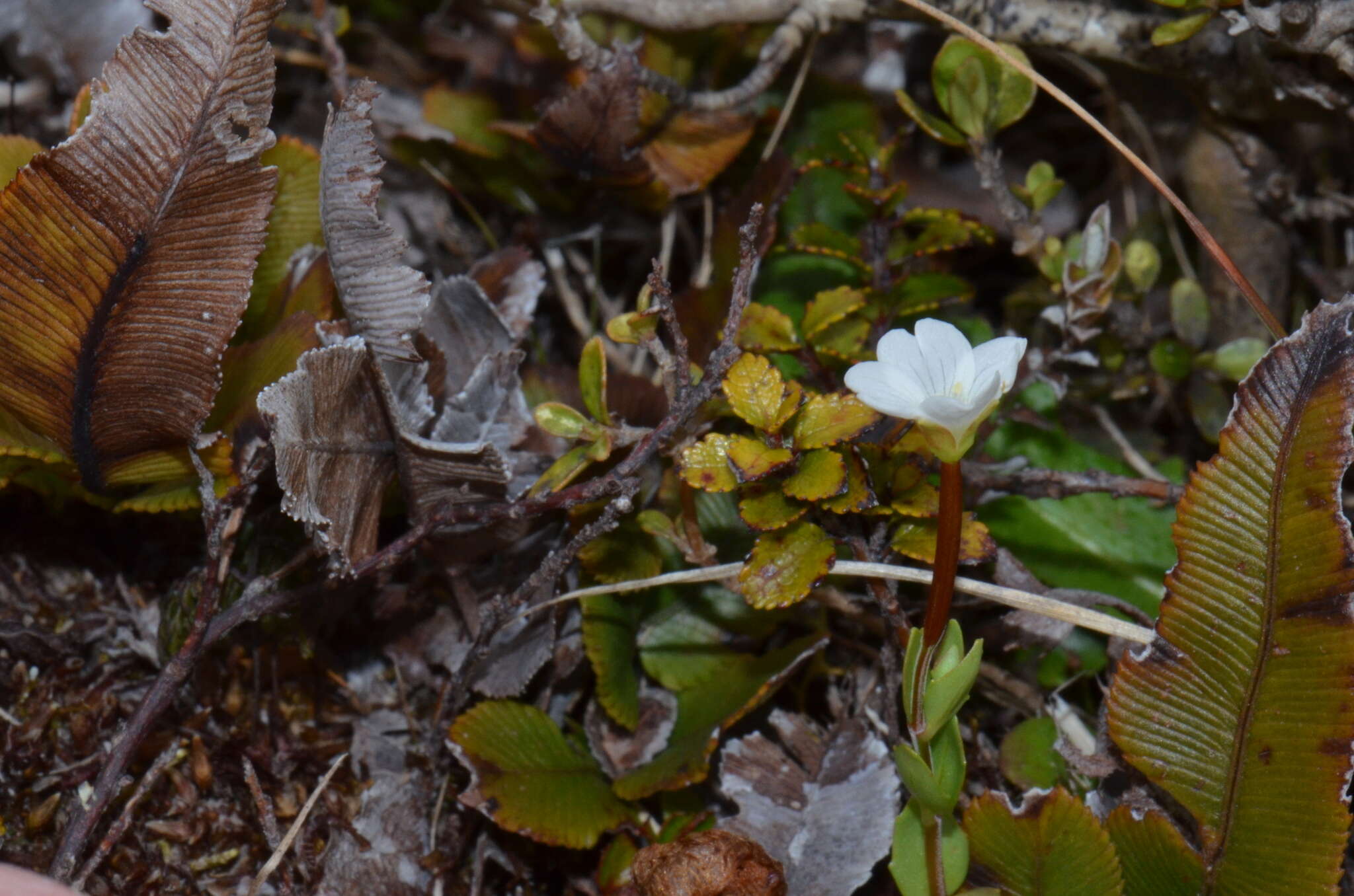 Image of Epilobium alsinoides subsp. atriplicifolium (A. Cunn.) Raven & Engelhorn