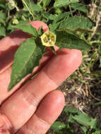 Physalis angulata L. resmi