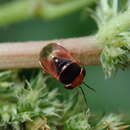 Image of <i>Geocoris flaviceps</i> (Burmeister 1834)