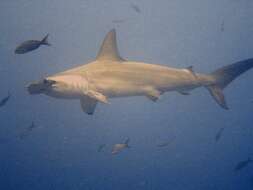 Image of hammerhead sharks