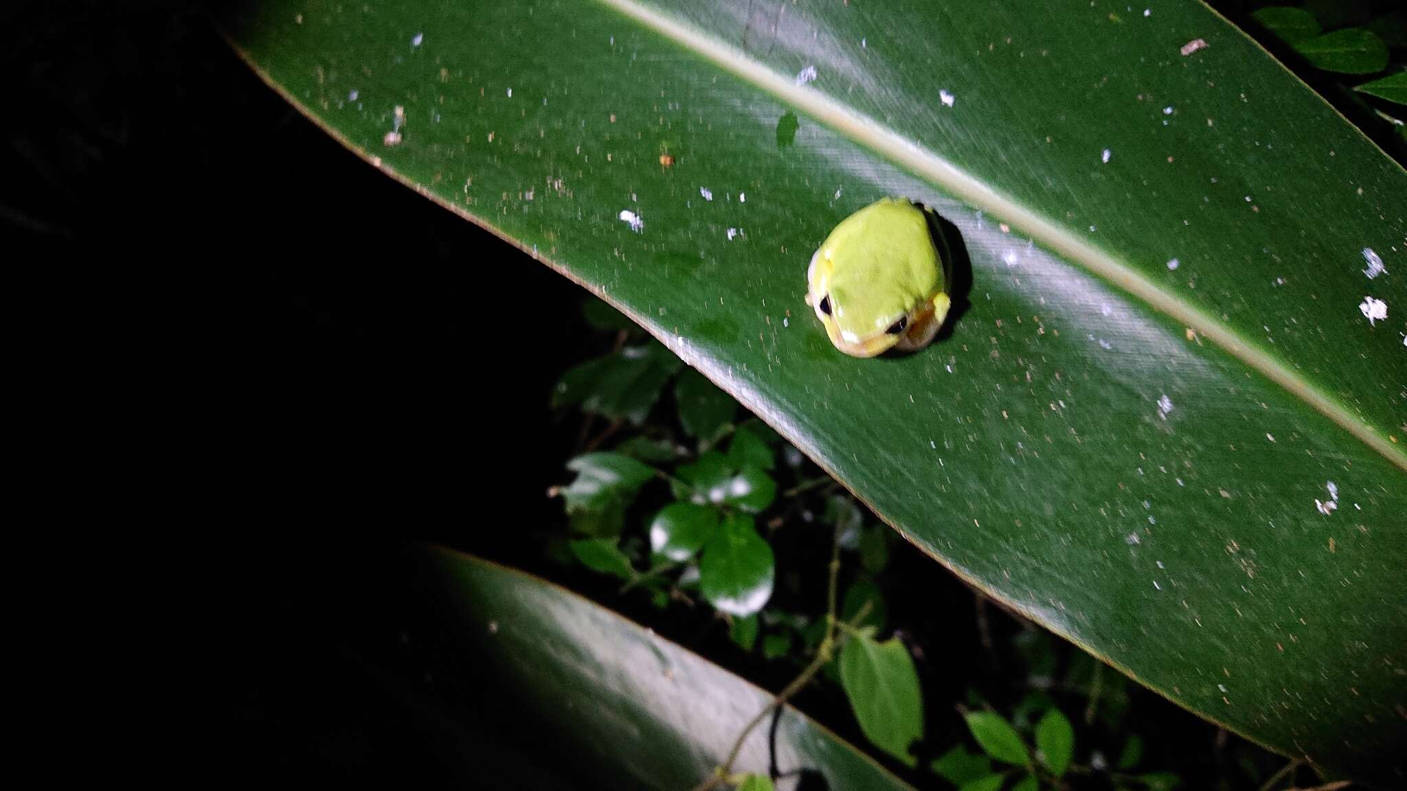 Image of Taipei tree frog
