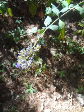 Image of Salvia thyrsiflora Benth.