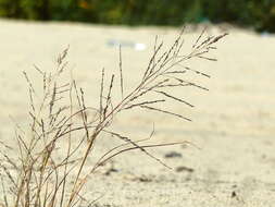 Image of Eragrostis amurensis Prob.