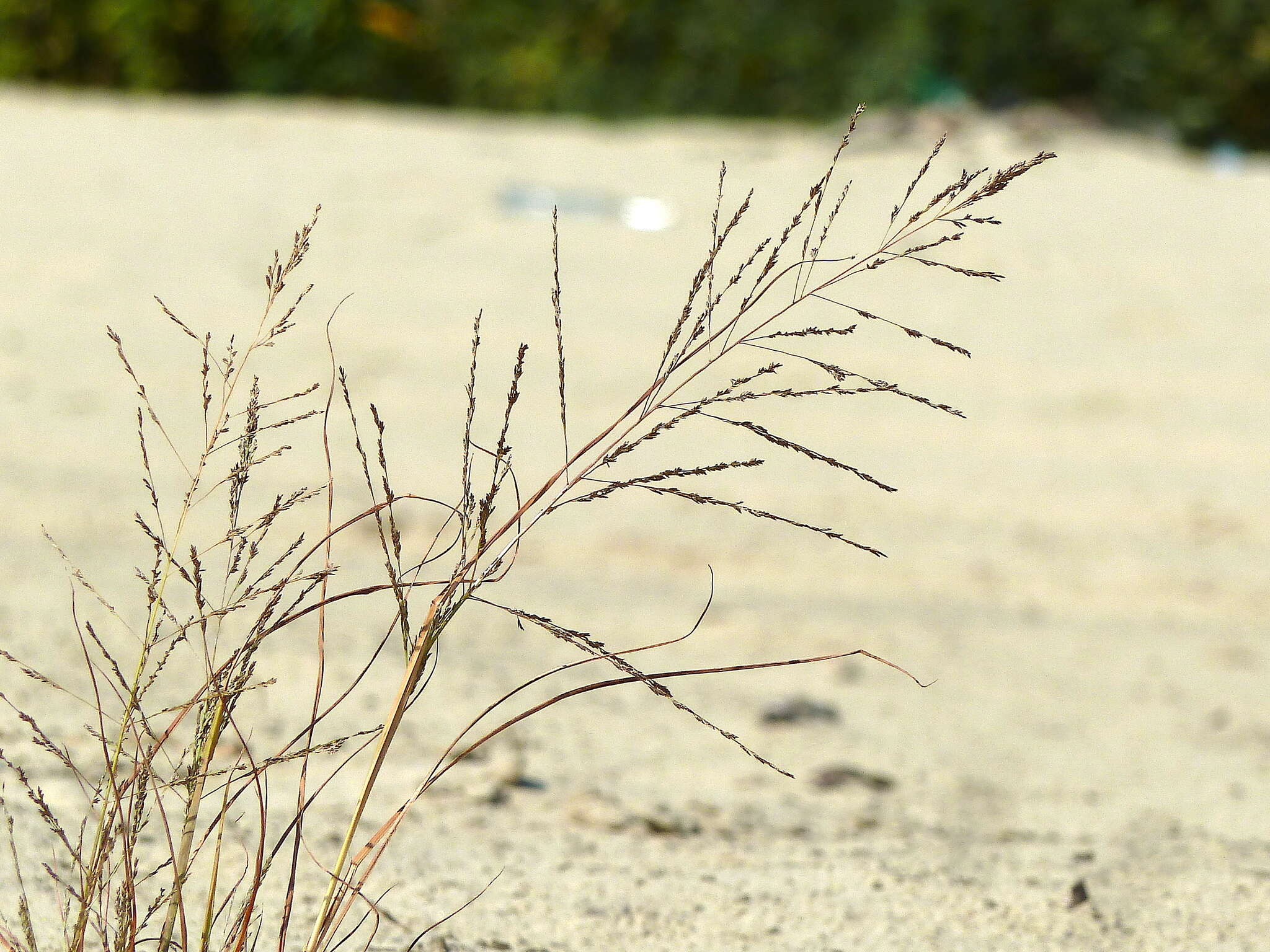 Image of Eragrostis amurensis Prob.