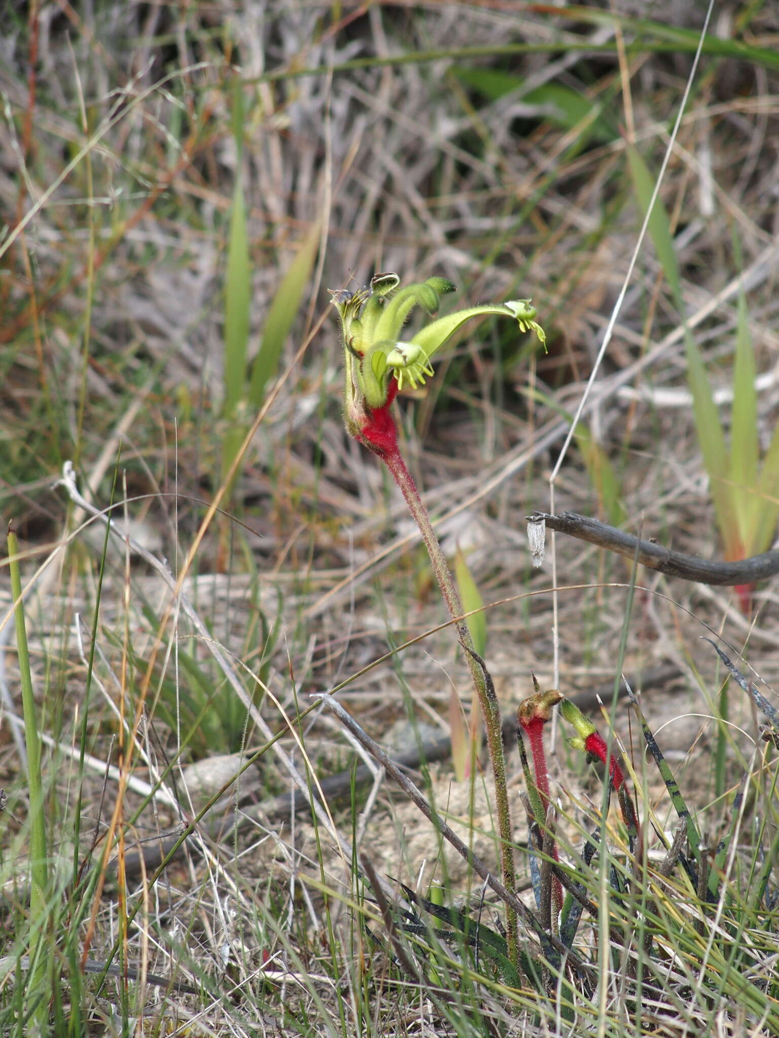 Image of Anigozanthos bicolor subsp. decrescens Hopper