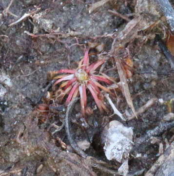 Image of Drosera pygmaea DC.