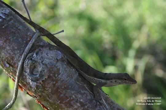 Imagem de Anolis monensis Stejneger 1904