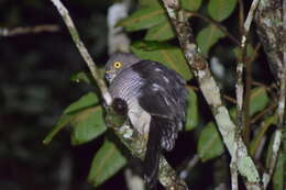 Image of Frances's Goshawk