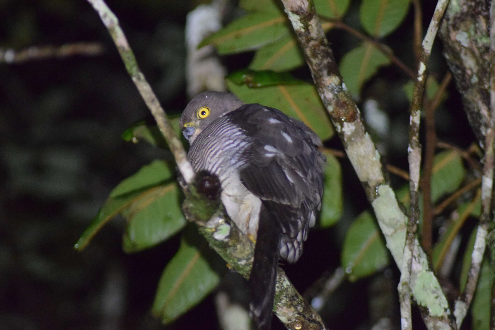 Image of Frances's Goshawk