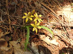 Sivun Triteleia ixioides subsp. anilina (Greene) L. W. Lenz kuva