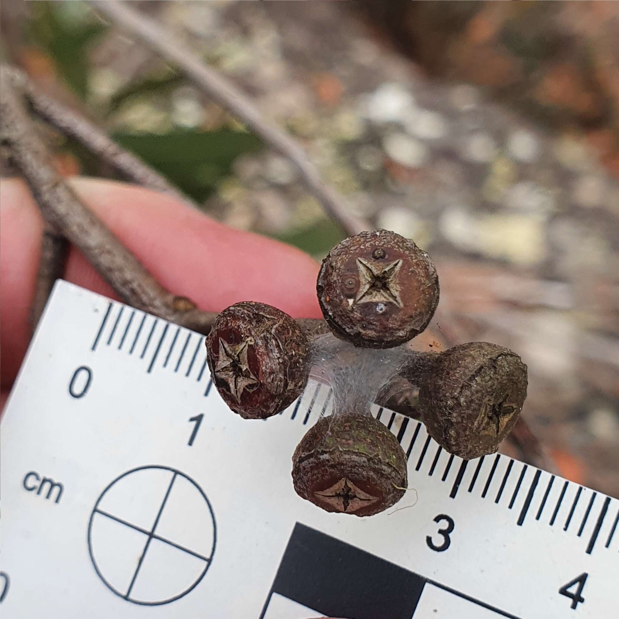 Image of Eucalyptus umbra F. Müll. ex R. T. Baker