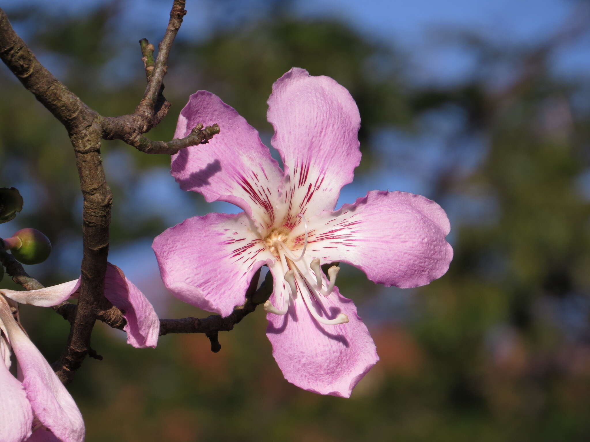 Image of Ceiba pubiflora (A. St.-Hil.) Schum.