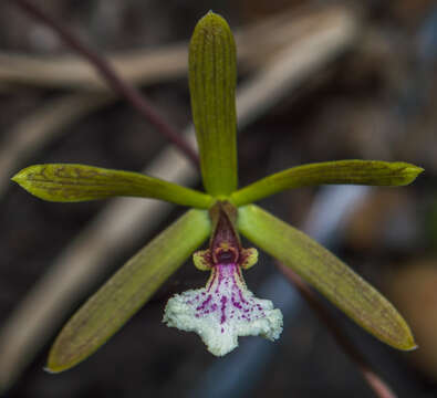 Слика од Encyclia microbulbon (Hook.) Schltr.