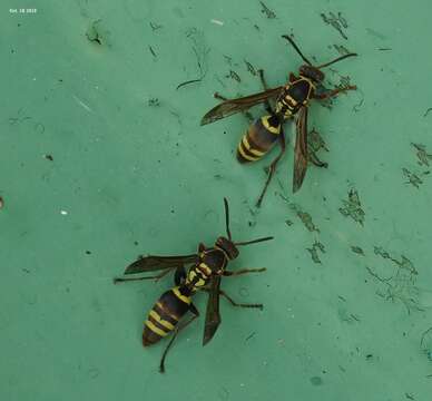 Image of Polistes snelleni de Saussure 1862