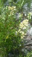 Image de Polygonella myriophylla (Small) Horton