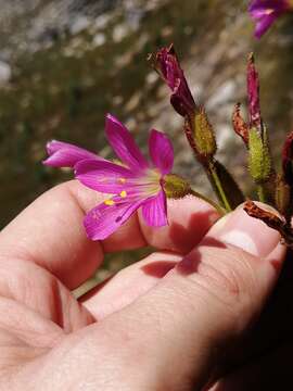 Image de Drosera regia Stephens