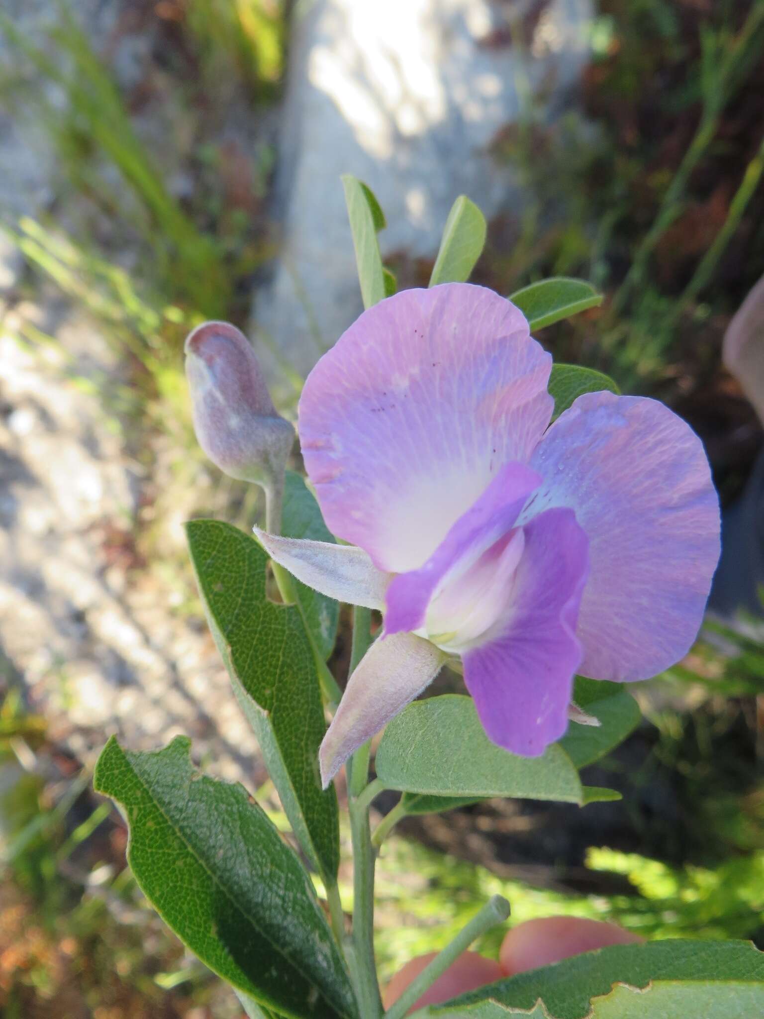 Image of Podalyria calyptrata (Retz.) Willd.