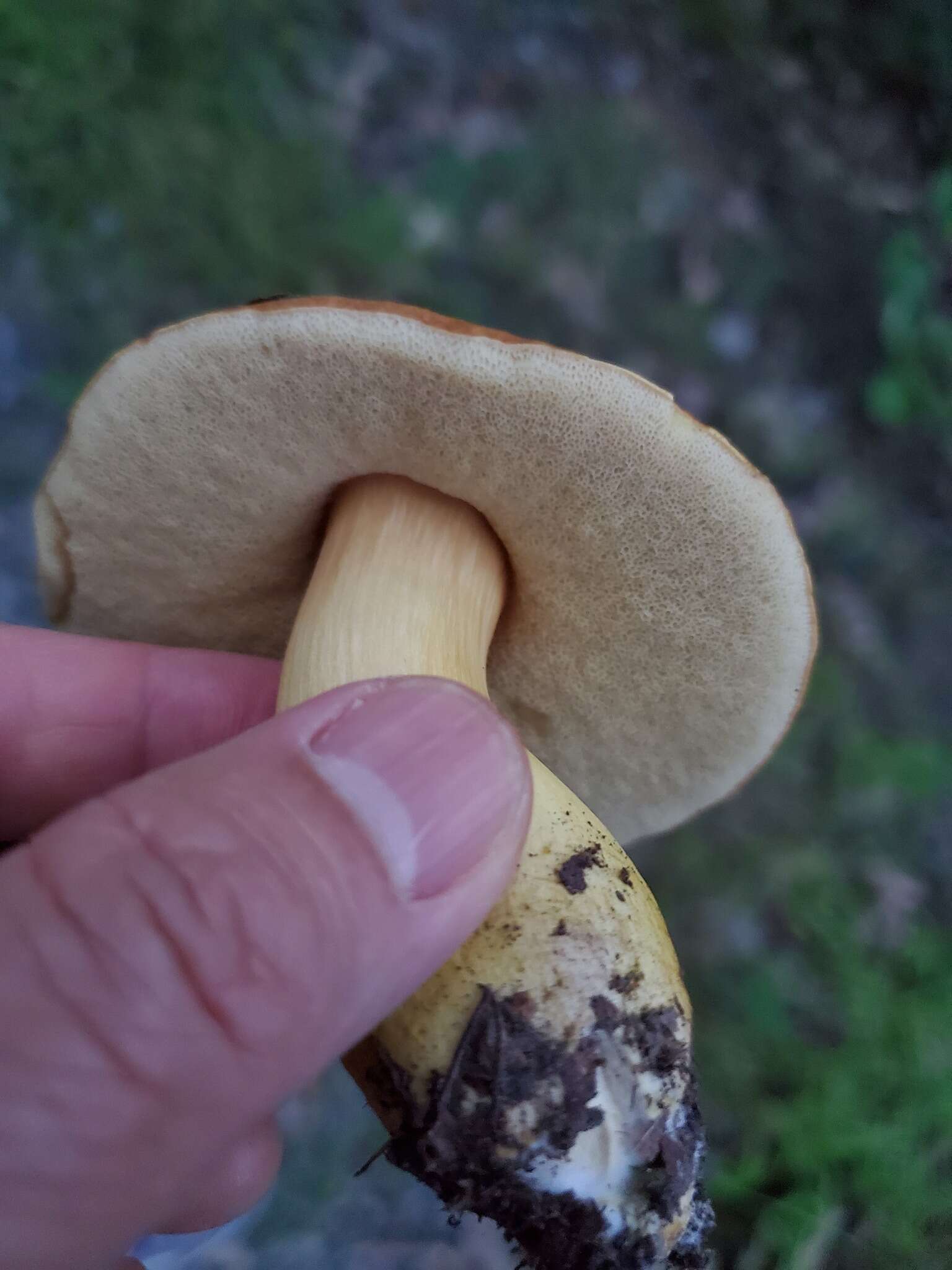 Image of Aureoboletus roxanae (Frost) Klofac 2010