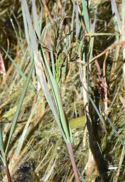 Image of Spiked False Manna Grass