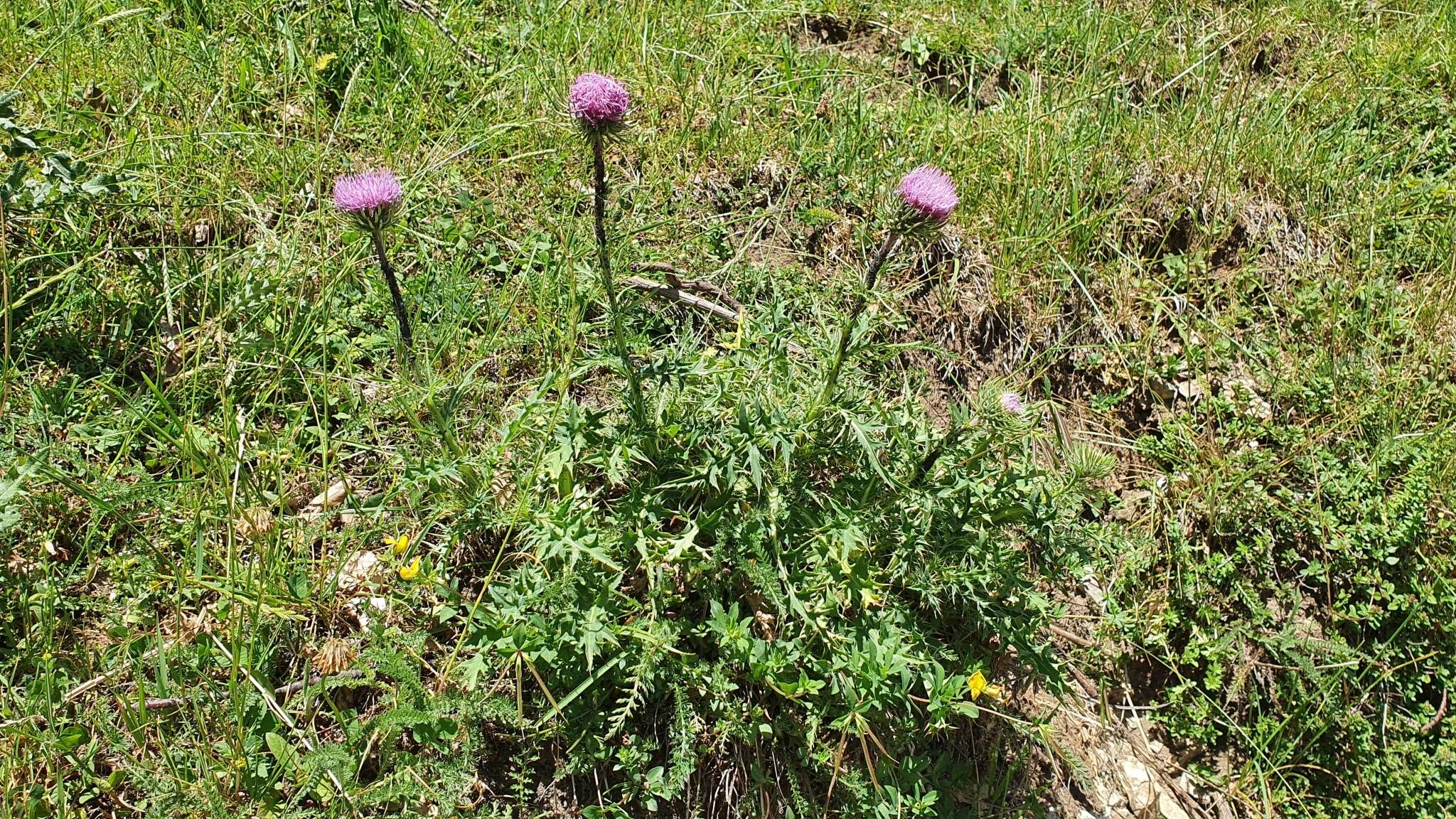 Plancia ëd Carduus carlinifolius Lam.