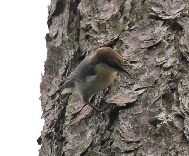 Image of Brown-headed Nuthatch