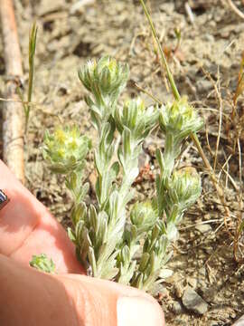 Image of broad-leaved cutweed