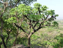 Image of Octopus cabbage tree