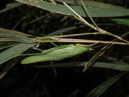 Sivun Pyrgocorypha formosana Matsumura, S. & Shiraki 1908 kuva