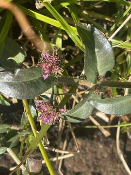 صورة Ammannia radicans (Guill. & Perr.) S. A. Graham & Gandhi