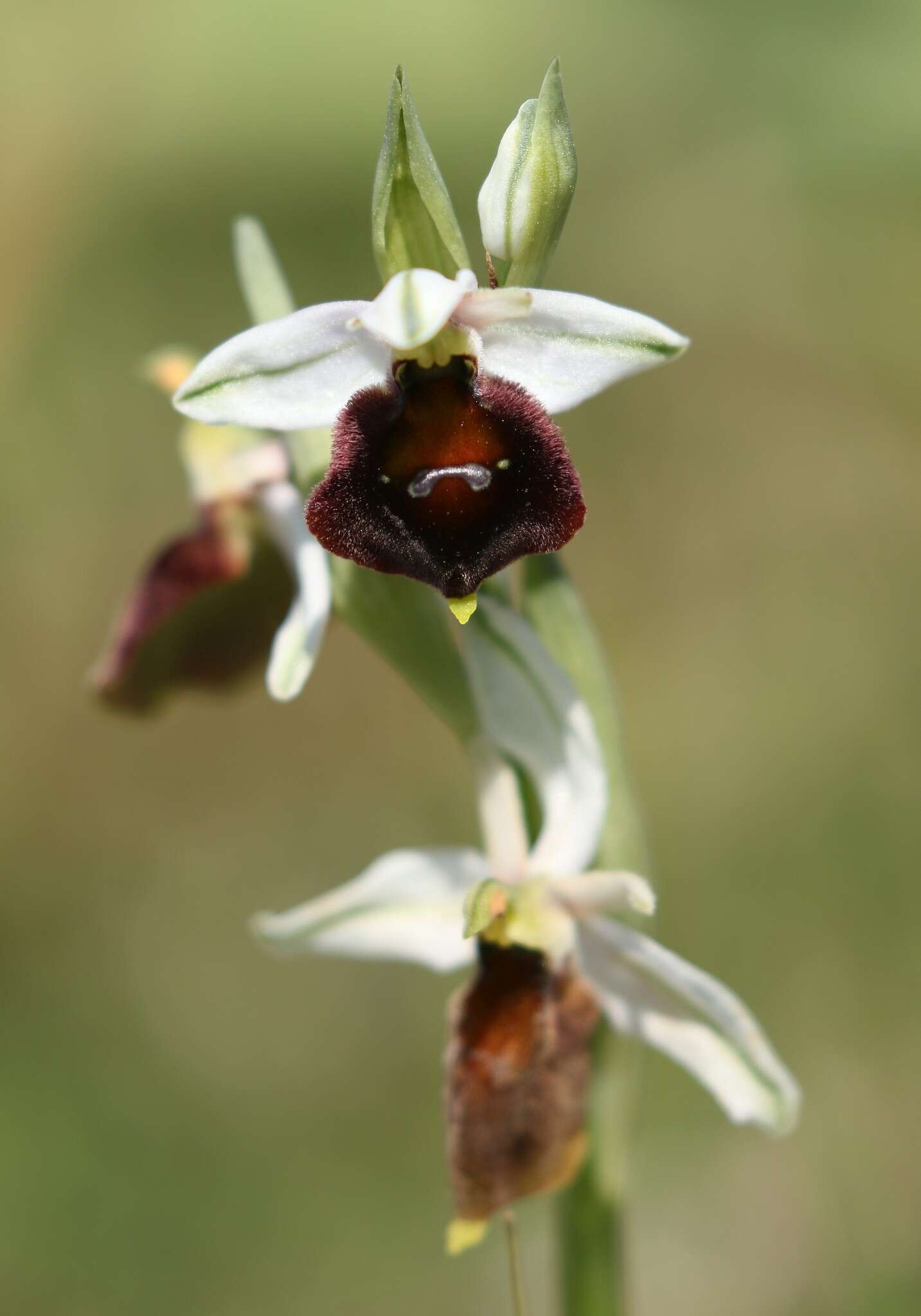 Image of Ophrys argolica subsp. biscutella (O. Danesch & E. Danesch) Kreutz