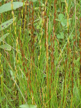 Image of Marsh Arrowgrass