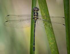 Image of Variable Tigertail