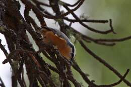 Image of Red-breasted Nuthatch