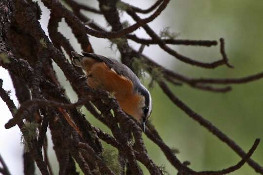 Imagem de Sitta canadensis Linnaeus 1766