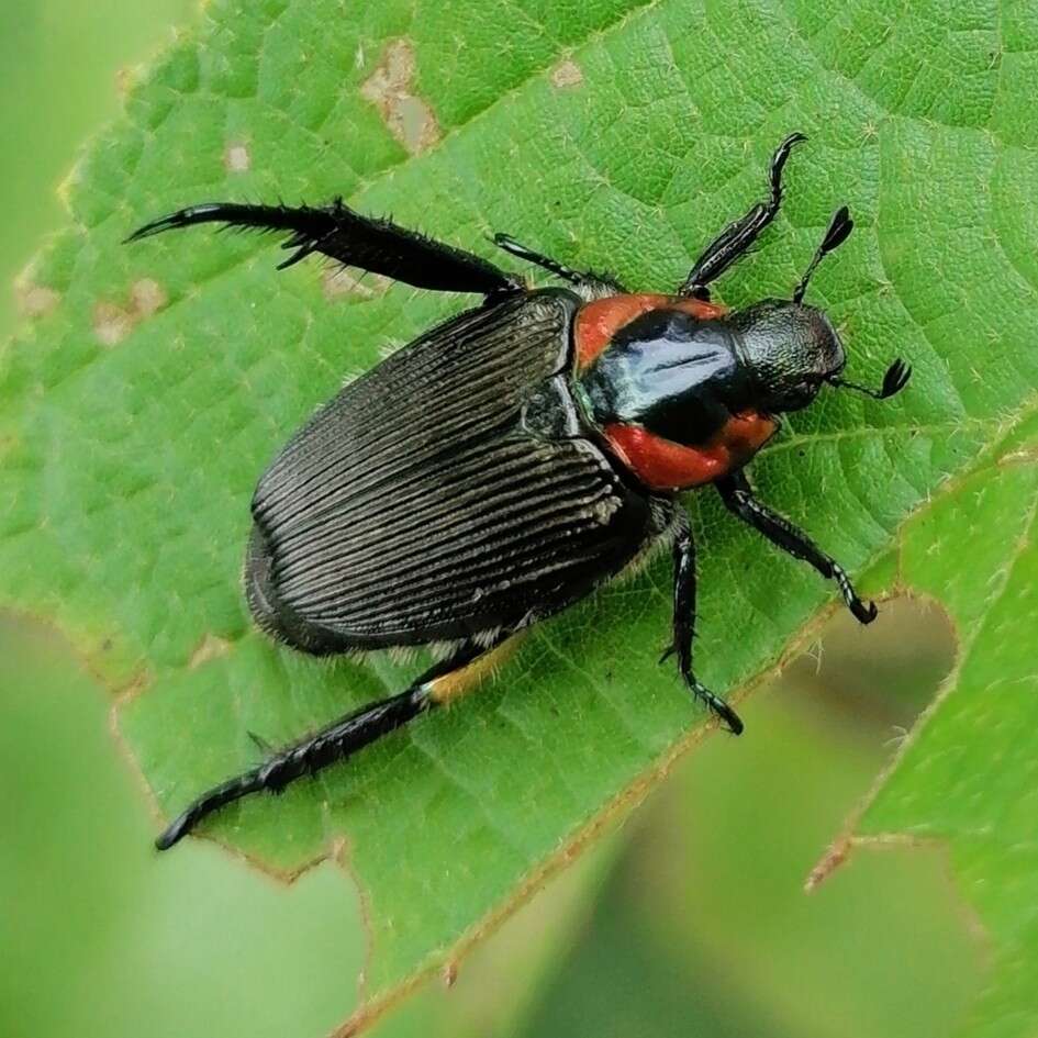 Image de Strigoderma sulcipennis Burmeister 1844